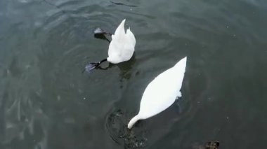 Baş aşağı River Thames, Londra besleme kuğular kurmuştur