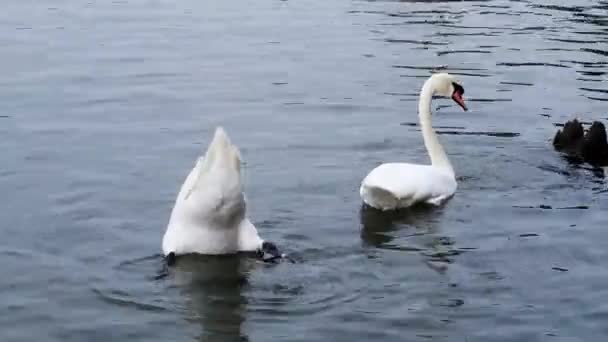 Dabbling Swans Feeding Upside River Thames London England — Stock Video