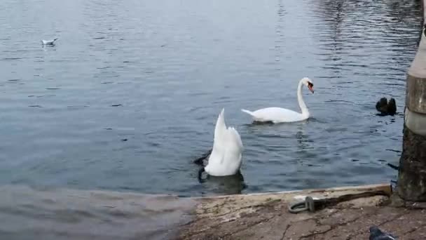 Cisnes Que Alimentan Revés Río Támesis Londres Inglaterra — Vídeos de Stock