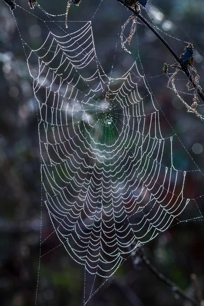 Water droplets on a spider web — Stock Photo, Image