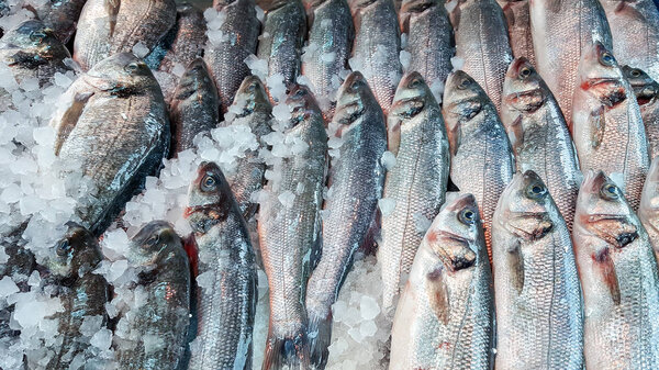 Assortment of fish on display