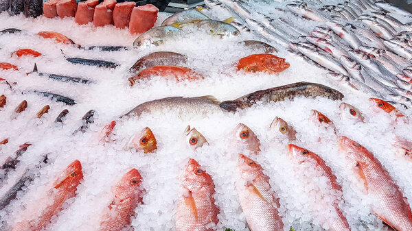 Assortment of fish on display