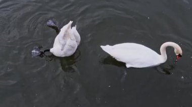 Ağır çekim dabbling River Thames, Londra Kuğu