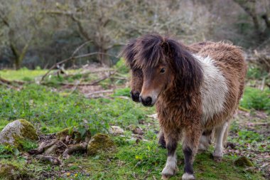 Cornwall, İngiltere'de bir alanda iki Shetland midilli