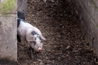 Saddleback piglet in a pigsty on a farm clipart