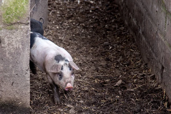 Bir Çiftlikte Bir Pigsty Saddleback Piglet — Stok fotoğraf