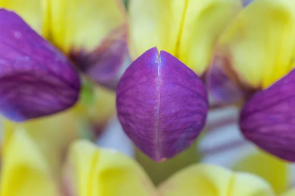 Paarse en gele Lupin Manhattan lichten bloemen — Stockfoto