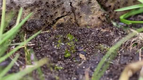 Primo Piano Uno Sciame Formiche Nere Occupate Lasius Niger Giardino — Video Stock