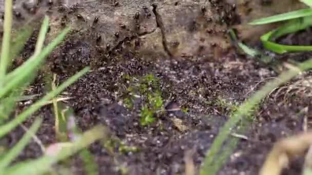 Time lapse of a swarm of busy black ants (Lasius niger) — Stock Video