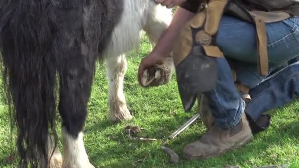 Farrier trabalhando nos cascos de um Shetland Pony — Vídeo de Stock