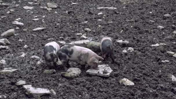 Suinetti a sella che giocano in un recinto di maiale fangoso — Video Stock