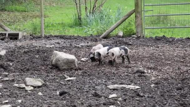 Lechones de lomo jugando en un corral de cerdo fangoso — Vídeos de Stock