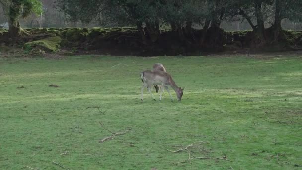 イギリス、コーンウォールの野原で餌を与える鹿の休息 — ストック動画