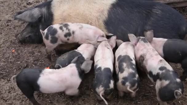 Saddleback Smågrisar Dricker Mjölk Från Sin Mor — Stockvideo