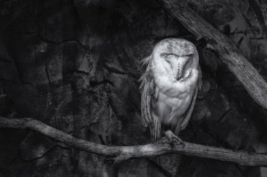 Bir Ahır baykuş siyah ve beyaz görüntü (Tyto alba) başına oturan