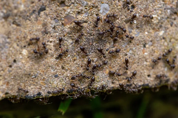 Schwarm geschäftiger schwarzer Ameisen (lasius niger) — Stockfoto