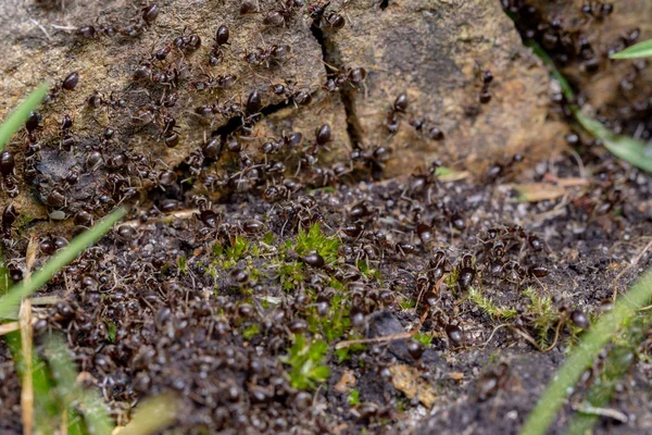 Schwarm geschäftiger schwarzer Ameisen (lasius niger) — Stockfoto