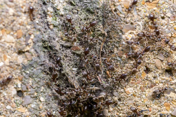 Schwarm geschäftiger schwarzer Ameisen (lasius niger) — Stockfoto