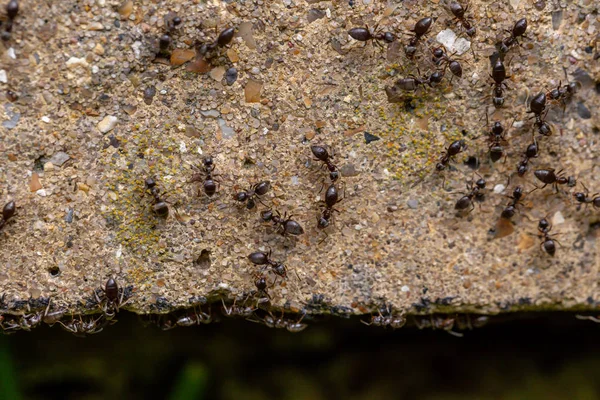 Schwarm geschäftiger schwarzer Ameisen (lasius niger) — Stockfoto