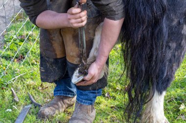 Farrier bir Shetland Pony'nin toynakları üzerinde çalışıyor.