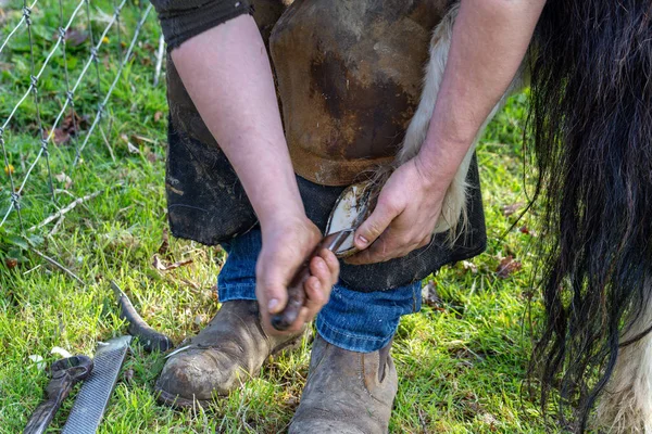 Farrier working on the hooves of a Shetland Pony — Stock Photo, Image