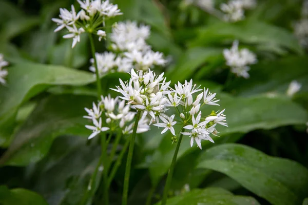 Wild Garlic flowers (Allium ursinum)