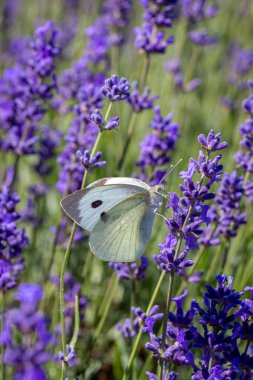 Lahana Beyaz Buterfly (Pieris brassicae) bir lavanta çiçek