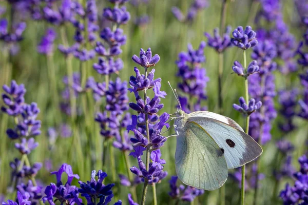 Lahana Beyaz Buterfly (Pieris brassicae) bir lavanta çiçek