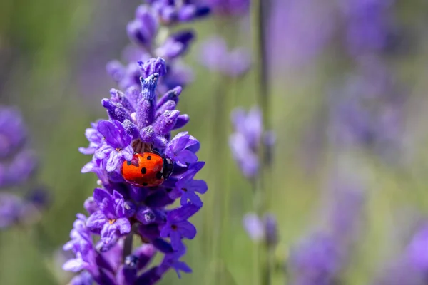 Coccinelle à sept taches sur une plante de lavande — Photo