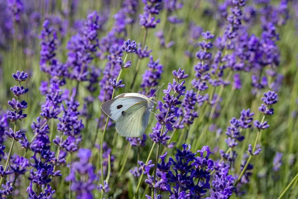 Papillon blanc de chou (Pieris brassicae) sur une fleur de lavande — Photo
