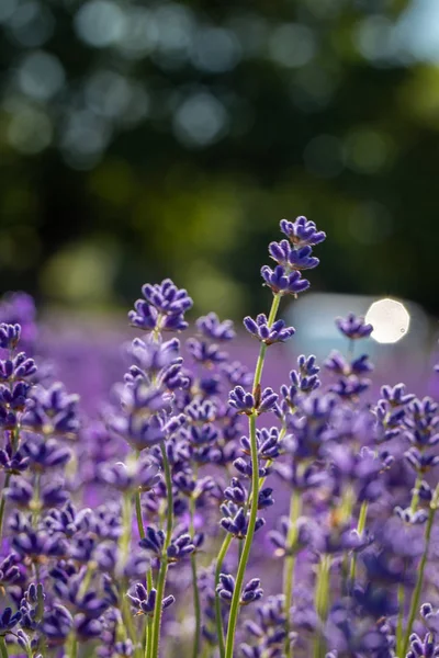 Champ de fleurs de lavande (lavandula angustifolia ) — Photo