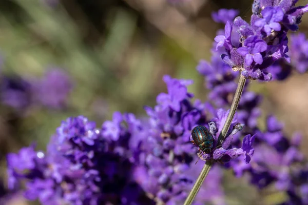 Coléoptère du romarin sur une plante de lavande — Photo