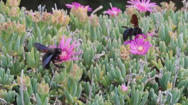 Violet Carpenter Bee Xylocopa Violacea Voeden Nectar Van Roze Bloemen — Stockvideo