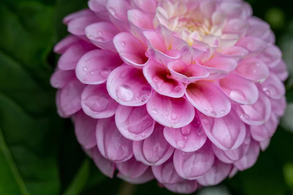 Gros plan d'une fleur de dahlia rose humide — Photo