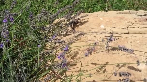 Колибри Ястреб Мотылек собирает нектар из цветов лаванды — стоковое видео