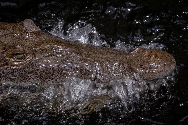 Crocodilo americano em um pântano na Jamaica — Fotografia de Stock