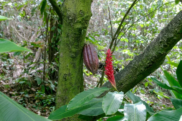 Pod de un árbol de chocolate - Theobroma cacao — Foto de Stock