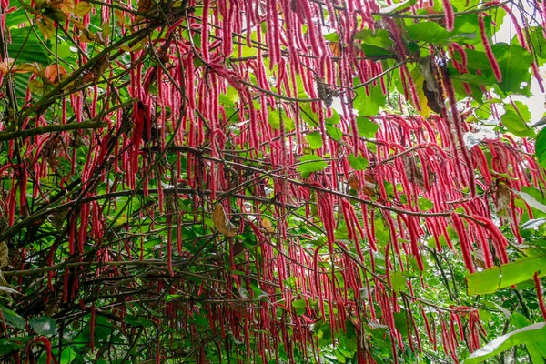 Floraison Chenile - Acalypha hispida - à Sainte-Lucie — Photo