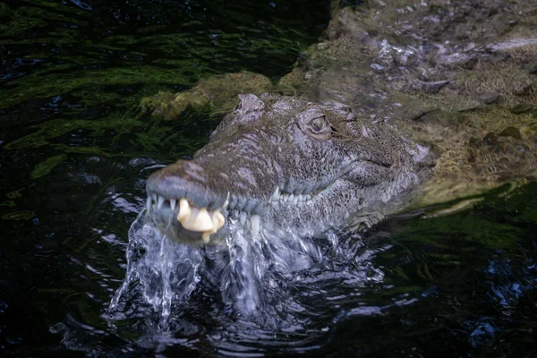 Amerikai Crocodile egy mocsárban Jamaica — Stock Fotó
