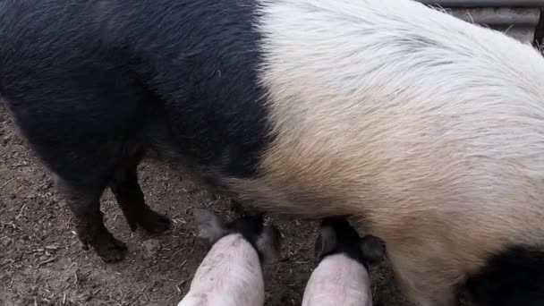 Saddleback Piglets Drinking Milk Mother Teats — Stock Video