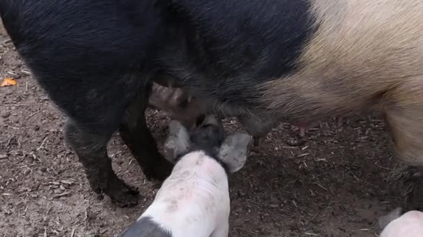 Saddleback Piglets Drinking Milk Mother Teats — ストック動画