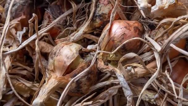 Zwiebel Allium Getreide Geerntet Und Getrocknet — Stockvideo