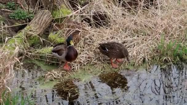 Paar Mallard Eenden Anas Platyrhynchos Het Moerasgebied Van Morden Hall — Stockvideo