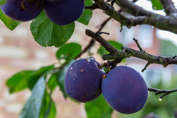 Ripe damson plums growing on a plum tree