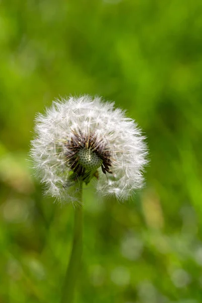 Close-up van een paardebloem met een natuurlijke groene achtergrond — Stockfoto