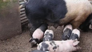 Eyer sırtlı domuzlar, sus scrofa domesticus, annelerinden süt içiyorlar.