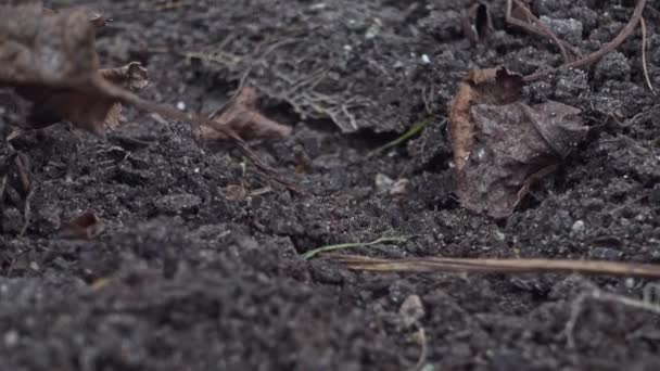 英国の庭で忙しい黒いアリ ラシウス ニガーの群れの外にズームアウト — ストック動画