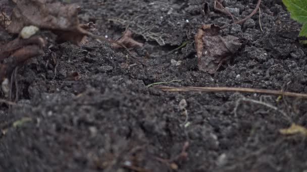 Close Van Een Zwerm Drukke Zwarte Mieren Lasius Niger Een — Stockvideo