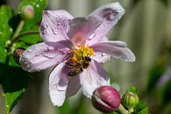 Miele di api raccolta nettare dal fiore di anemone giapponese — Foto Stock