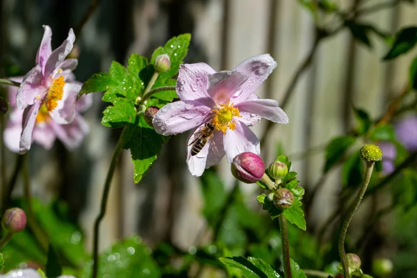 Miele di api raccolta nettare dal fiore di anemone giapponese — Foto Stock